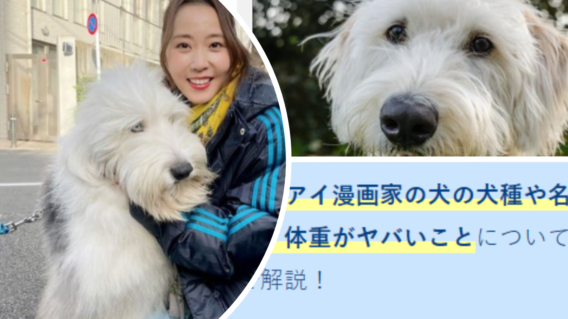 レンアイ漫画家の犬の犬種や名前 プロフィール 体重がヤバい Anser