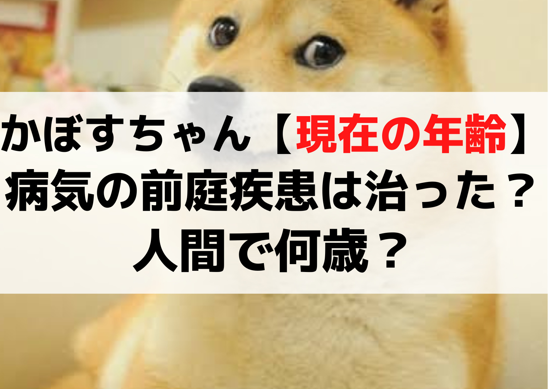 かぼすちゃん【現在の年齢】病気の前庭疾患は治った？人間で何歳？