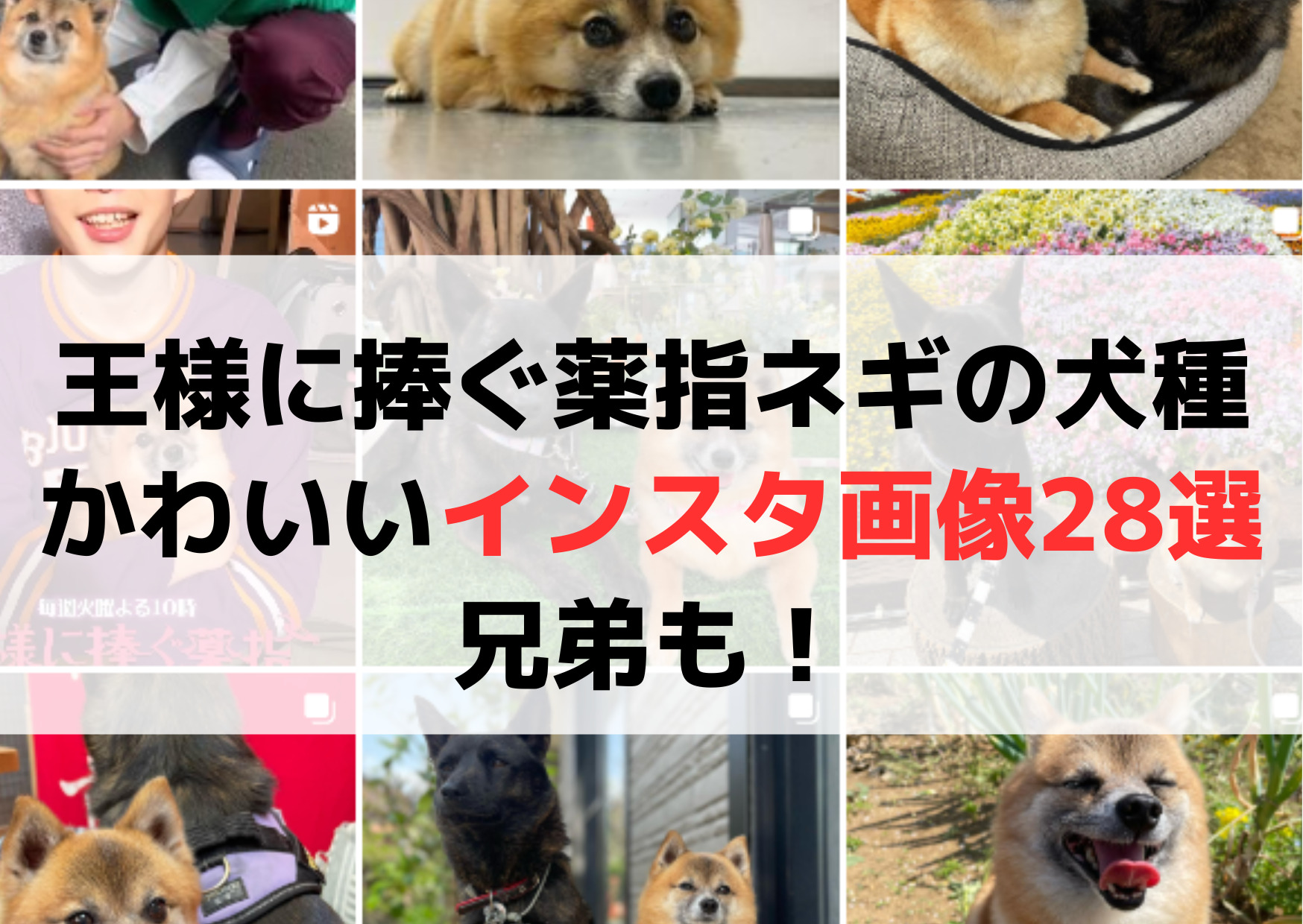王様に捧ぐ薬指犬ネギの犬種は？かわいい【インスタ画像28選】兄弟も！