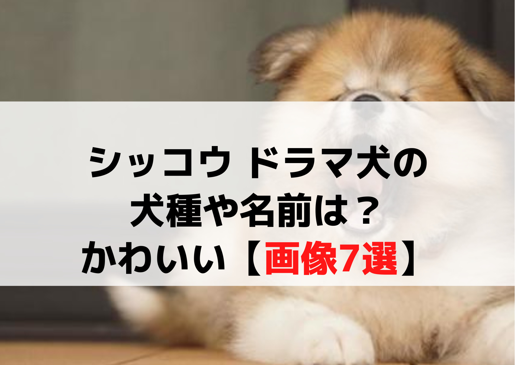 シッコウ ドラマ犬の犬種や名前は？かわいい【画像7選】