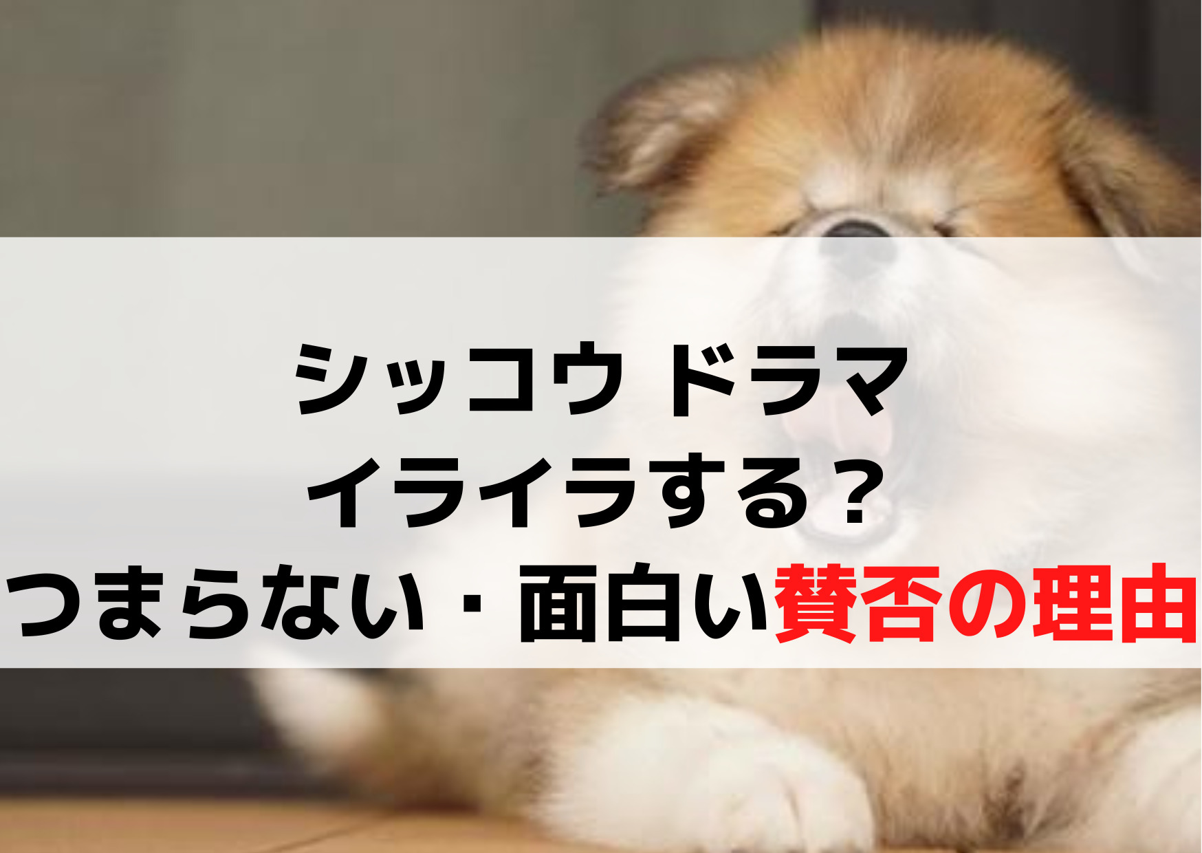 シッコウ ドラマイライラする？つまらない面白い賛否の理由はなぜ？