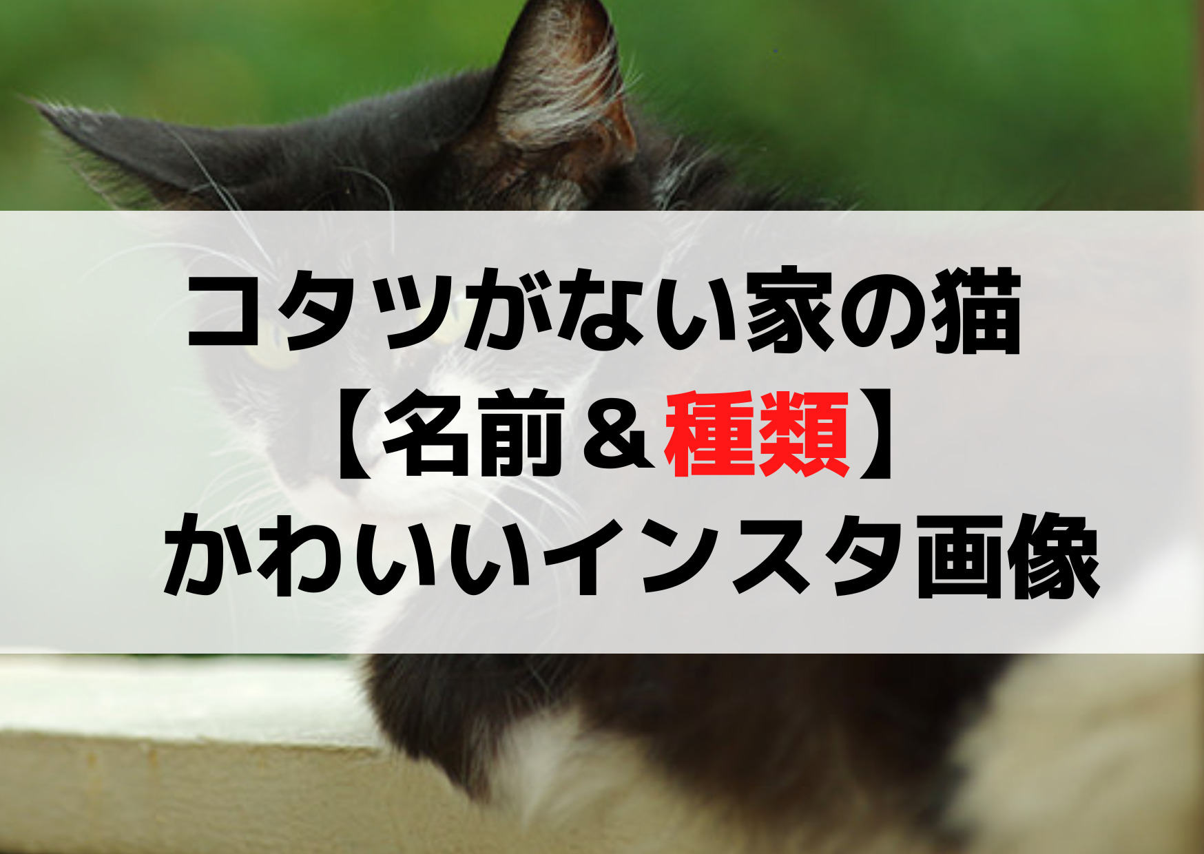 コタツがない家の猫のチョーさん【名前＆種類】かわいいインスタ画像