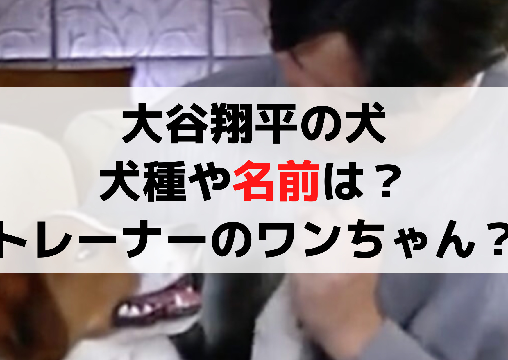 大谷翔平の犬の犬種や名前は？